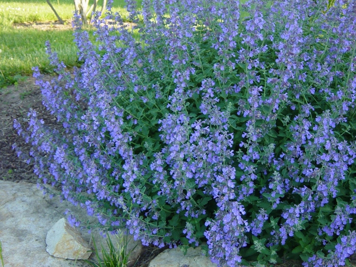 Catmint - Nepeta faassenii 'Blue Wonder'