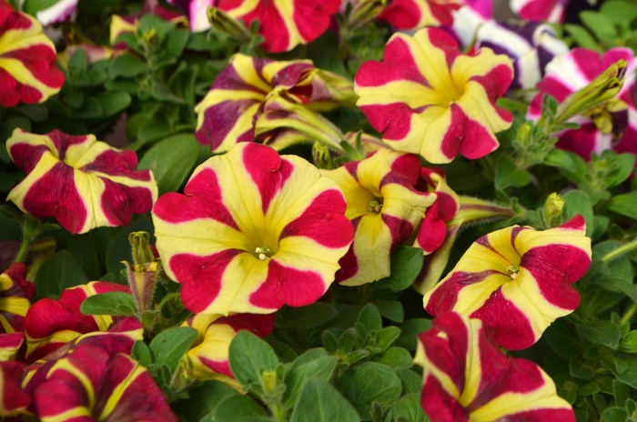 Petunia - Petunia 'Amore™ Queen of Hearts'