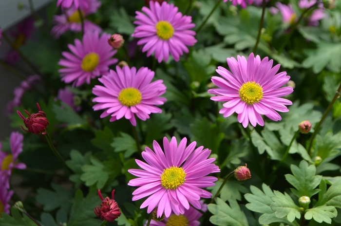 Fresco™ 'Candy' - Brachyscome (Swan River Daisy) Fresco™ 'Candy' - Brachyscome (Swan River Daisy)