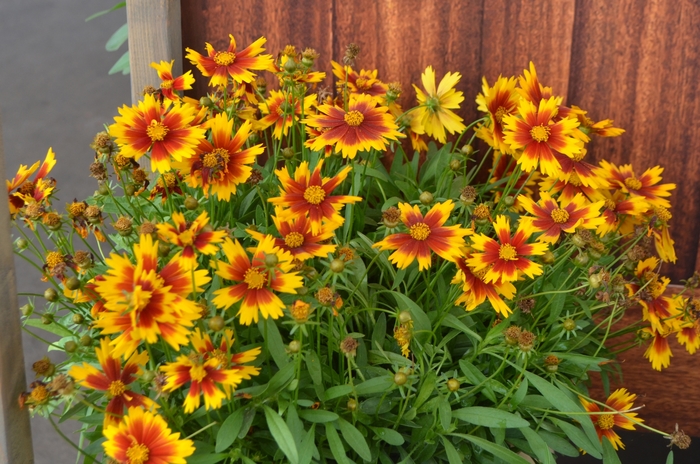 Tickseed - Coreopsis hybrida UpTick™ Gold & Bronze Tickseed - Coreopsis hybrida UpTick™ Gold & Bronze