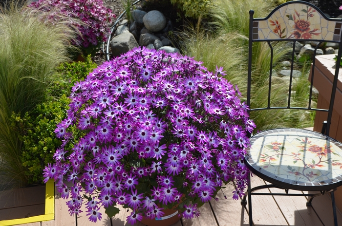 Senetti® Cineraria - Pericallis hybrid 'Magenta Bicolor' Senetti® Cineraria - Pericallis hybrid 'Magenta Bicolor'