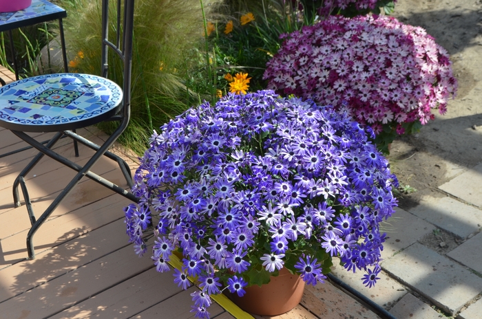 Pericallis (Cineraria) - Pericallis 'Senetti® Blue Bicolor'