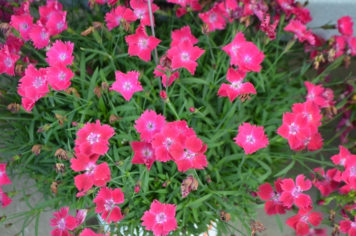 Border Carnation - Dianthus Beauties 'Kahori Scarlet®' Border Carnation - Dianthus Beauties 'Kahori Scarlet®'