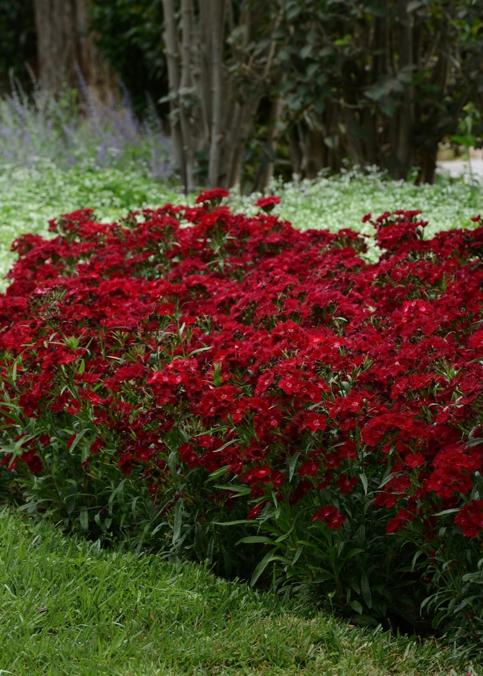 Border Carnation - Dianthus hybrid 'Rockin' Red'