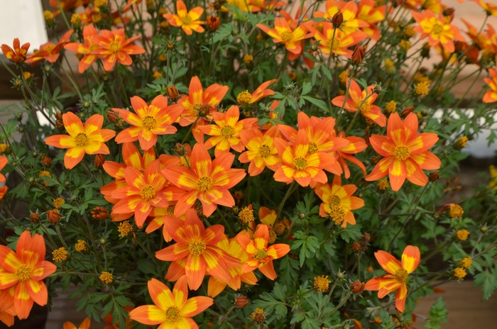 Beezar Funny Honey - Bidens 