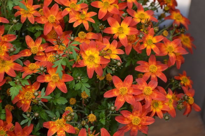 Bidens - Bidens 'Fire Wheel' Bidens - Bidens 'Fire Wheel'