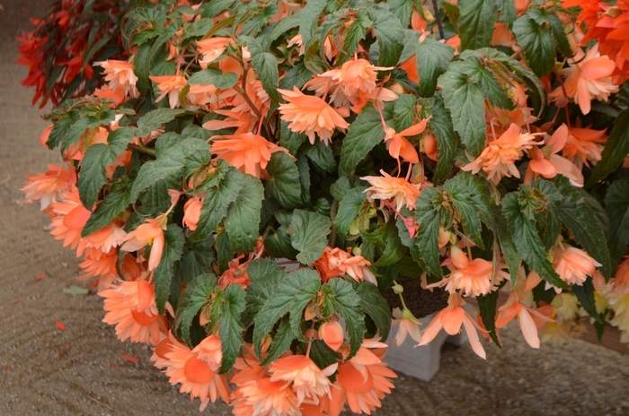 Belleconia™ Soft Orange - Begonia hybrid Belleconia™ Soft Orange - Begonia hybrid