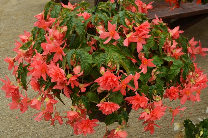 Belleconia™ Rose - Begonia hybrid