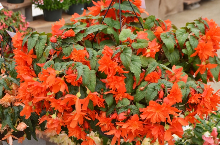 Belleconia™ Hot Orange - Begonia hybrid Belleconia™ Hot Orange - Begonia hybrid