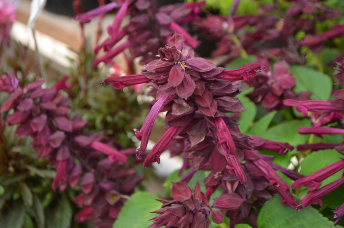 Vista Purple Salvia, Scarlet Sage - Salvia splendens Vista Purple Salvia, Scarlet Sage - Salvia splendens