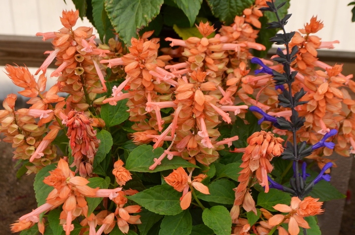 Salvia - Salvia splendens 'Saucy Coral'