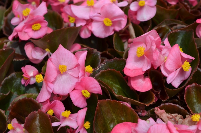 Begonia - Begonia semperflorens 'Cocktail Gin'