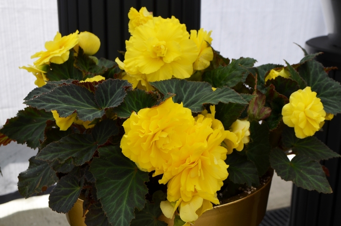 Begonia, Nonstop® - Begonia x tuberhybrida 'Yellow'