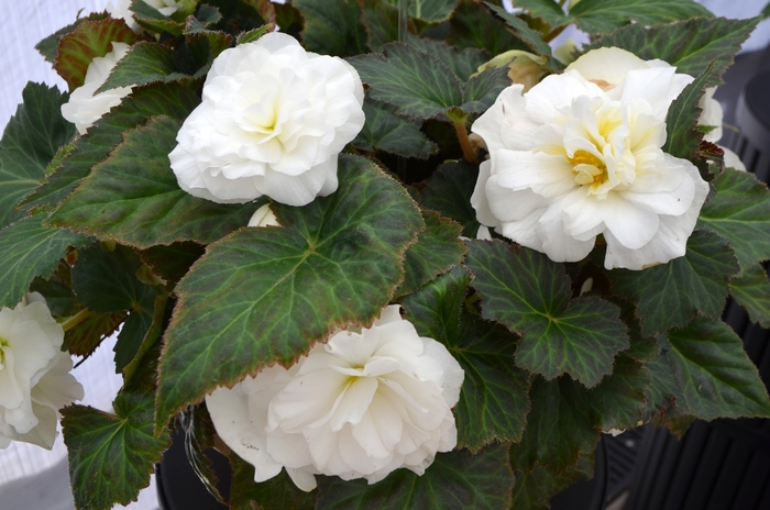 Begonia, Nonstop® - Begonia x tuberhybrida 'White'