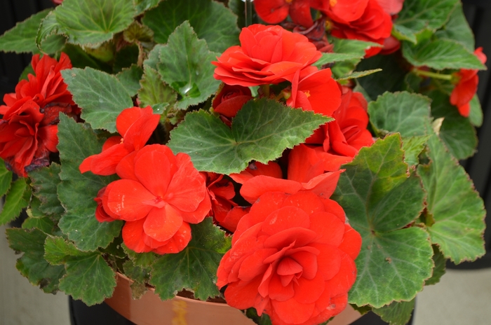 Begonia, Nonstop® - Begonia x tuberhybrida 'Red' Begonia, Nonstop® - Begonia x tuberhybrida 'Red'