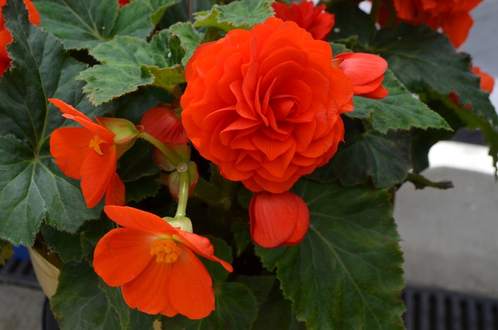 Begonia, Nonstop® - Begonia x tuberhybrida 'Orange' Begonia, Nonstop® - Begonia x tuberhybrida 'Orange'