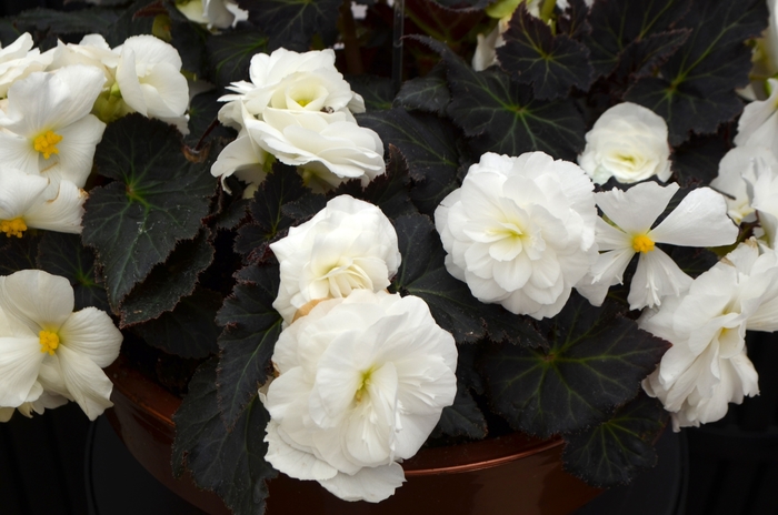Begonia, Nonstop® - Begonia x tuberhybrida 'Nonstop® Mocca White' Begonia, Nonstop® - Begonia x tuberhybrida 'Nonstop® Mocca White'
