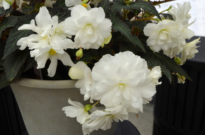 Begonia - Begonia Nonstop® 'Joy Mocca White'