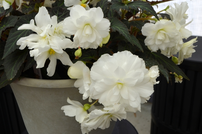 Begonia - Begonia Nonstop® 'Joy Mocca White' Begonia - Begonia Nonstop® 'Joy Mocca White'