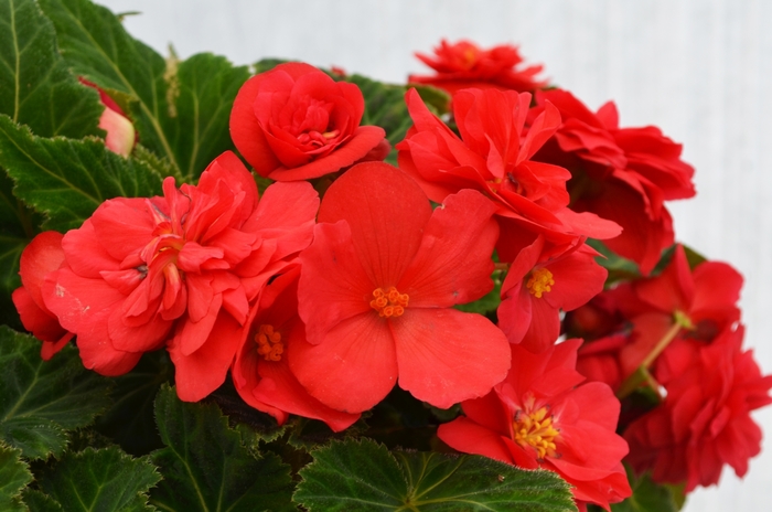 Begonia, Nonstop® - Begonia x tuberhybrida 'Deep Rose'