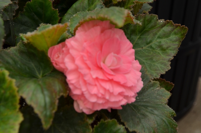 Begonia, Nonstop® - Begonia 'Nonstop Pink'