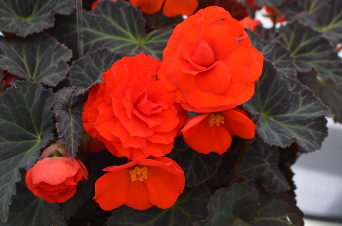 Begonia - Begonia Nonstop® 'Mocca Orange'