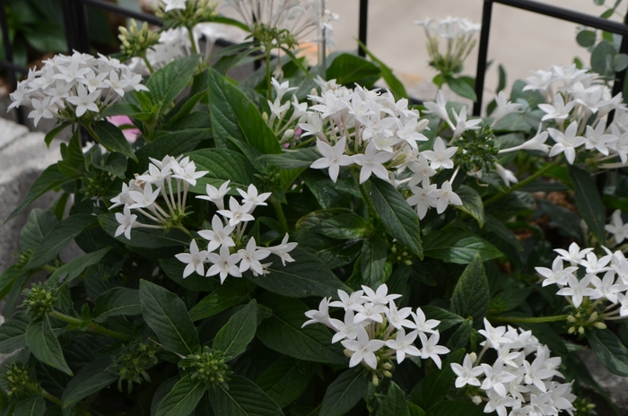 Pentas (Starflower) - Pentas lanceolata 'Lucky Star™ White' Pentas (Starflower) - Pentas lanceolata 'Lucky Star™ White'