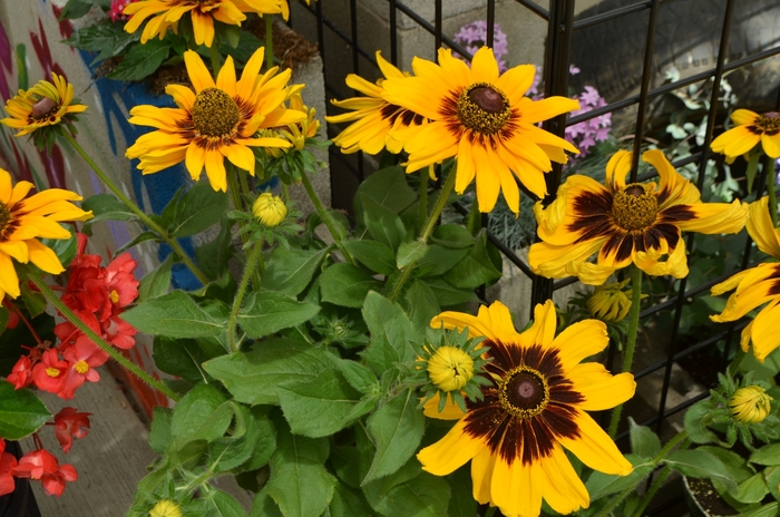 Black-Eyed Susan - Rudbeckia hirta 'Denver Daisy™ '