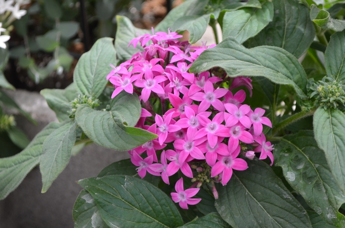 Pentas (Starflower) - Pentas lanceolata 'Lucky Star™ Violet' Pentas (Starflower) - Pentas lanceolata 'Lucky Star™ Violet'