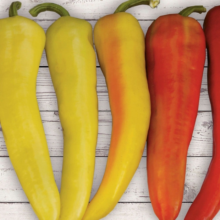 Pepper, Hot - Capsicum annum 'Anaheim Chili Pepper'