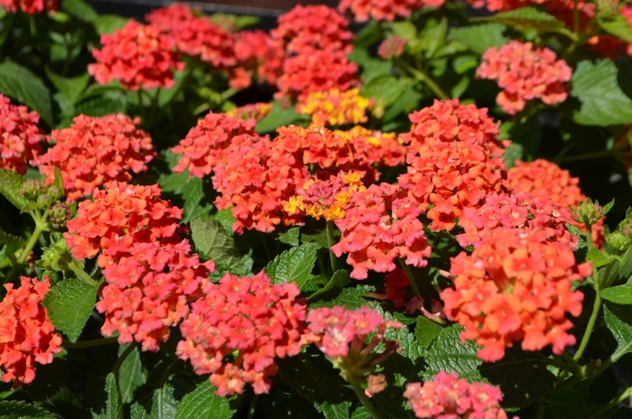 Bloomify™ Red - Lantana camara Bloomify™ Red - Lantana camara