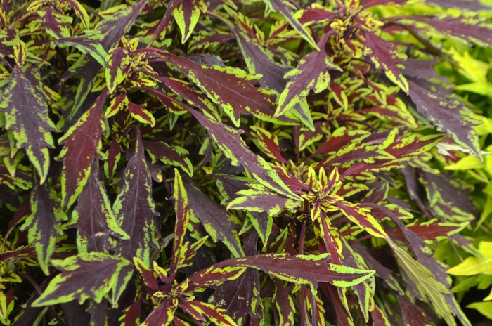 Coleus - Solenostemon scutellarioides Flame Thrower™ 'Chipotle' Coleus - Solenostemon scutellarioides Flame Thrower™ 'Chipotle'