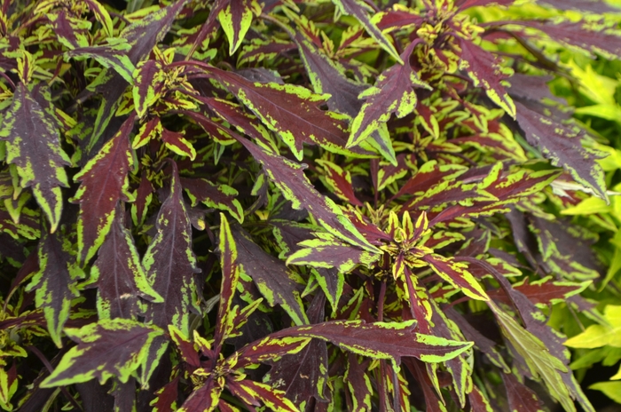 Coleus - Solenostemon scutellarioides Flame Thrower™ 'Chipotle'