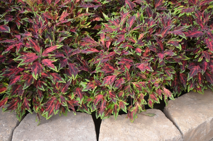 Coleus - Solenostemon scutellarioides Flame Thrower™ 'Chili Pepper'