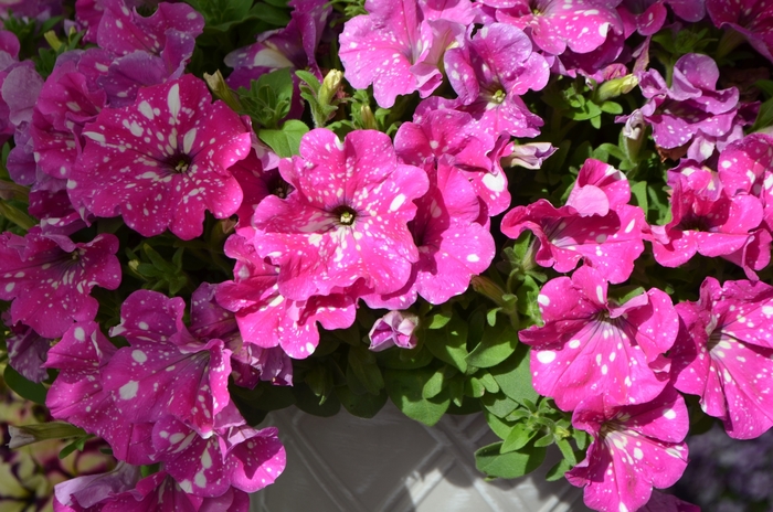 Petunia - Petunia Headliner™ 'Pink Sky'