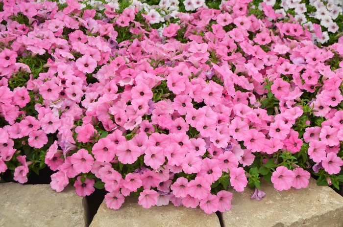 ColorRush™ Pink - Petunia ColorRush™ Pink - Petunia