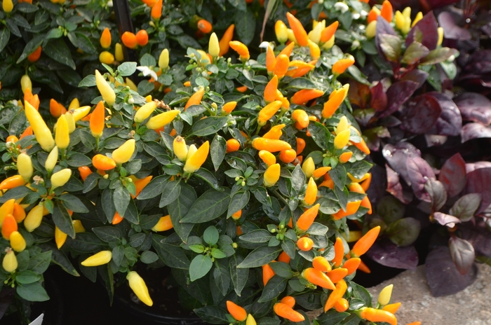 Ornamental Pepper - Capsicum annuum 'Sedona Sun'