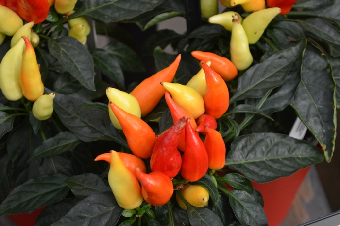 Ornamental Pepper - Capsicum annuum 'Blaze'