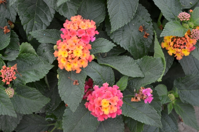 Bloomify™ Rose - Lantana camara