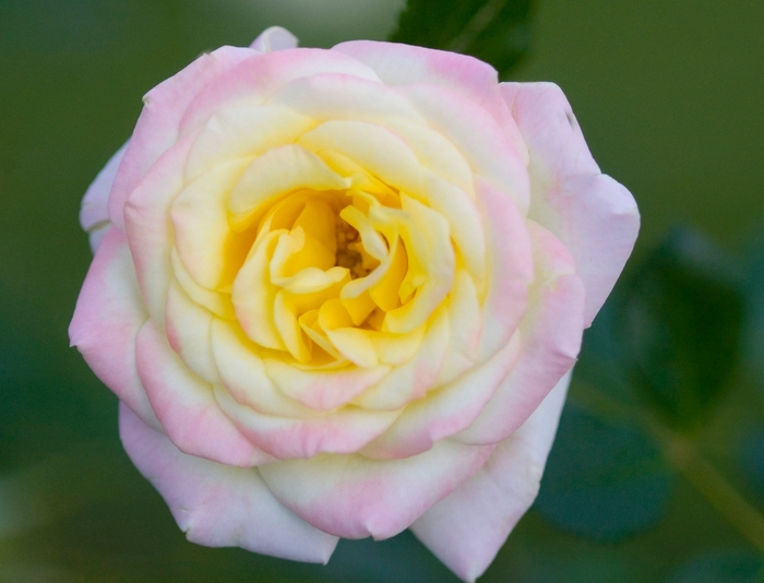 Easy Elegance® 'Music Box' Rose - Rosa 'BAIbox'