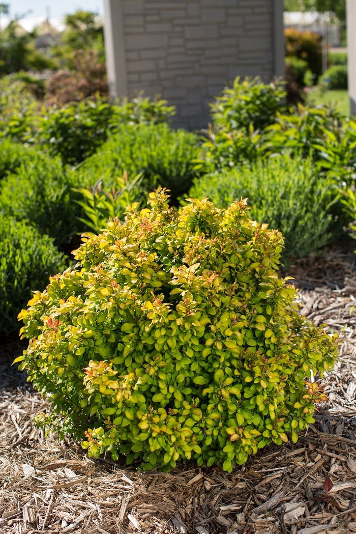 Limoncello™ Barberry - Berberis thunbergii 'BailErin' 