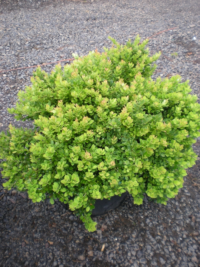 Moscato™ Barberry - Berberis thunbergii 'BailErin' Moscato™ Barberry - Berberis thunbergii 'BailErin'