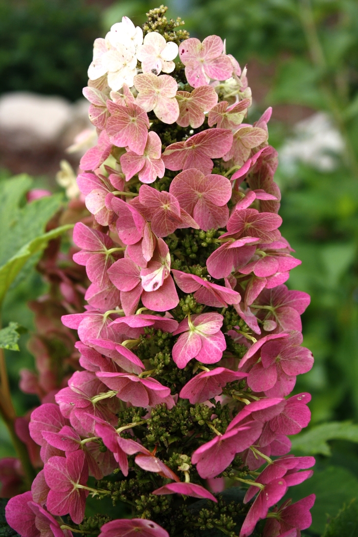 Jetstream™ - Hydrangea quercifolia Jetstream™ - Hydrangea quercifolia
