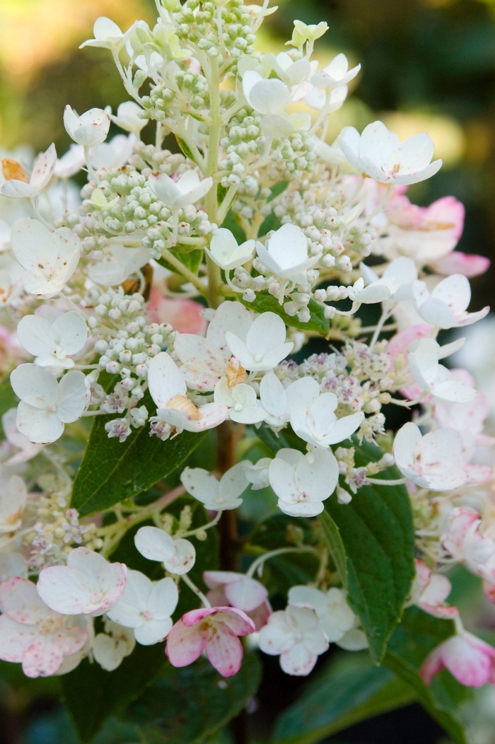 Hydrangea - Hydrangea paniculata 'Tickled Pink®' Hydrangea - Hydrangea paniculata 'Tickled Pink®'