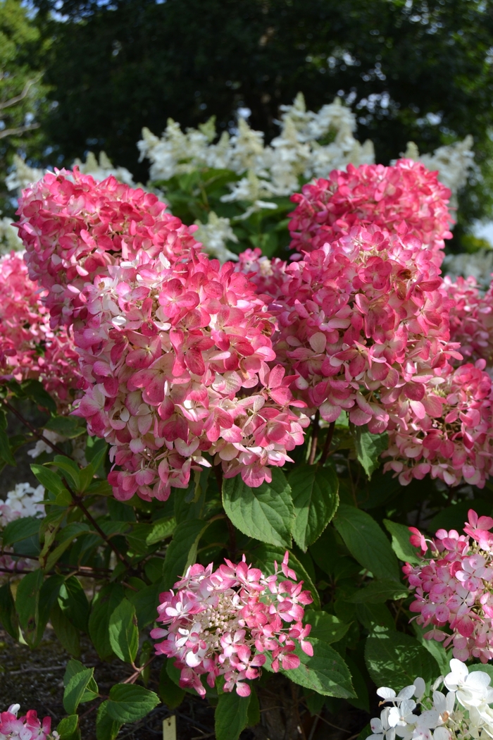 Diamante Rouge™ HP524 Hydrangea - Hydrangea paniculata Rendia 