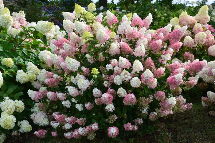 Strawberry Sundae™ Hydrangea - Hydrangea paniculata Rensu Strawberry Sundae™ Hydrangea - Hydrangea paniculata Rensu