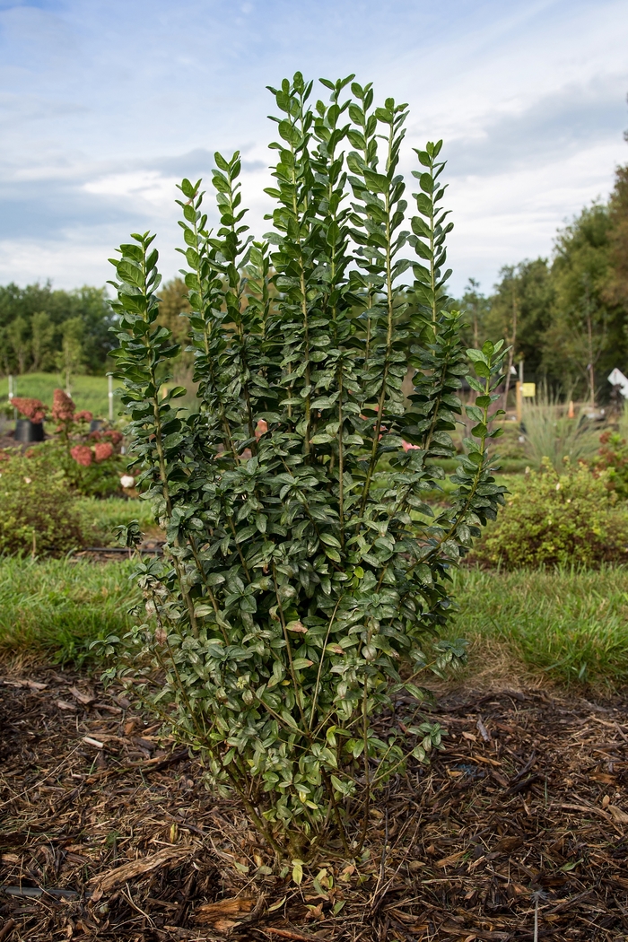 Straight Talk™ Privet - Ligustrum vulgare Swift 