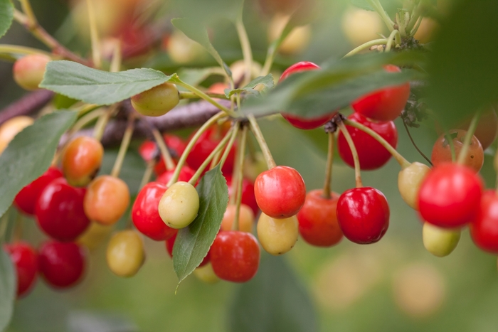 Sweet Cherry Pie™ Cherry - Prunus Eubank Sweet Cherry Pie™ Cherry - Prunus Eubank