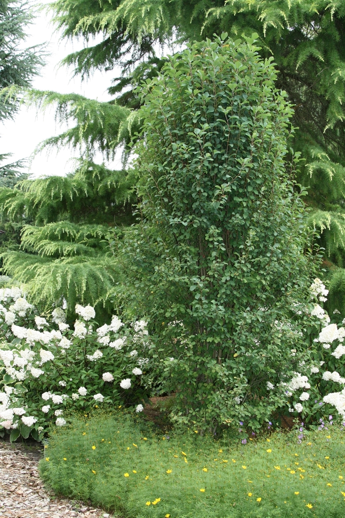 Standing Ovation™ Serviceberry - Amelanchier alnifolia Obelisk Standing Ovation™ Serviceberry - Amelanchier alnifolia Obelisk