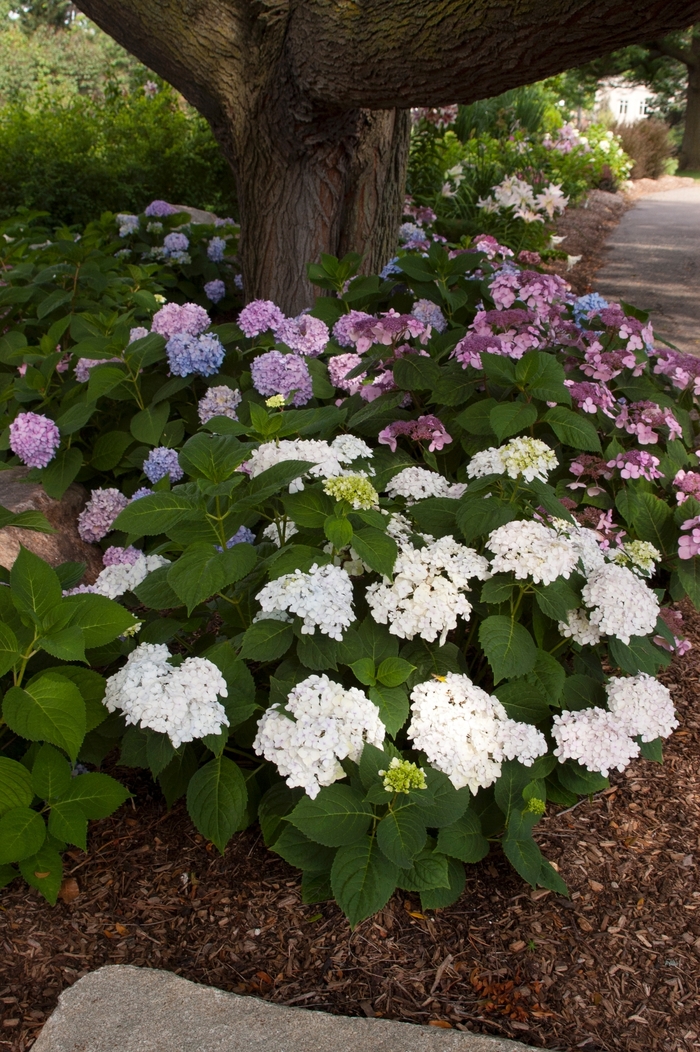 'Blushing Bride' - Hydrangea macrophylla 'Blushing Bride' - Hydrangea macrophylla